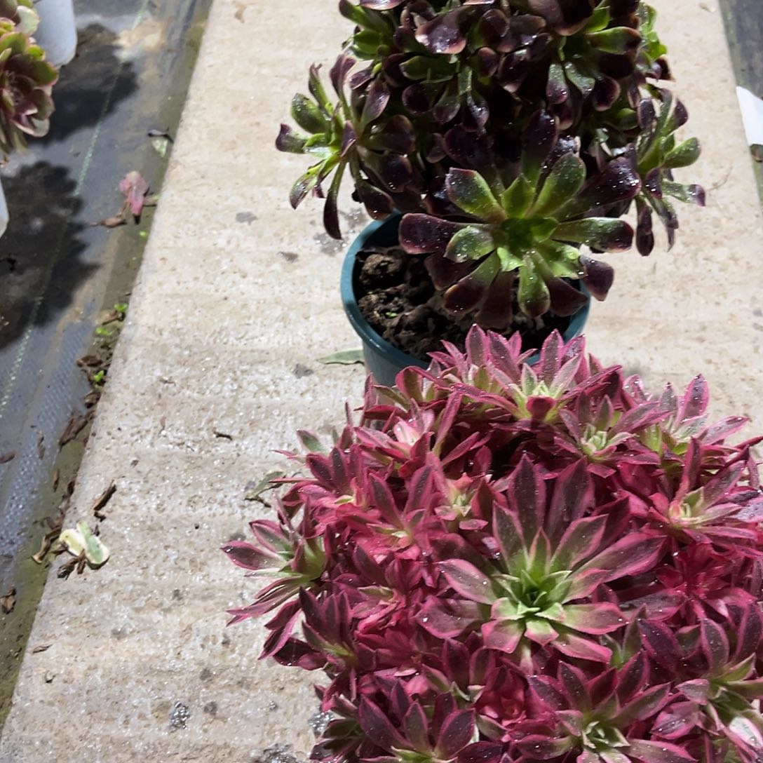 法师多肉植物漂亮漂亮