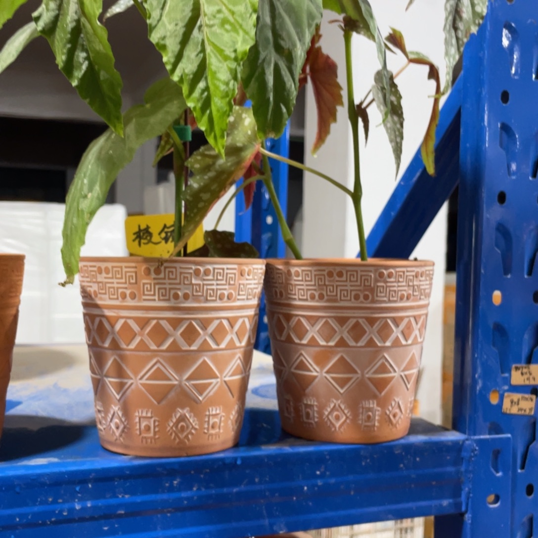 口13×13      雾化白发2    不含绿植