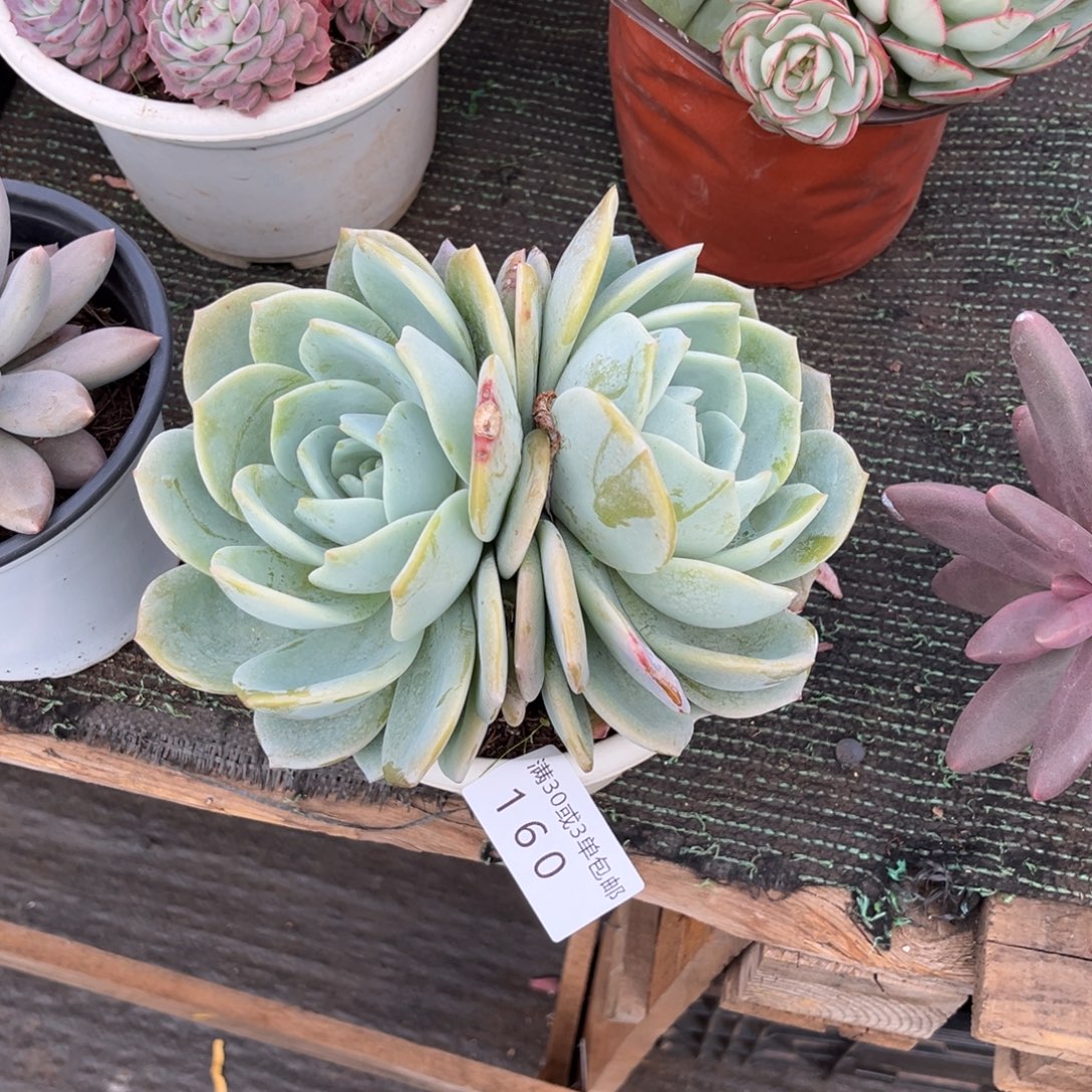 160凤橙多肉植物……