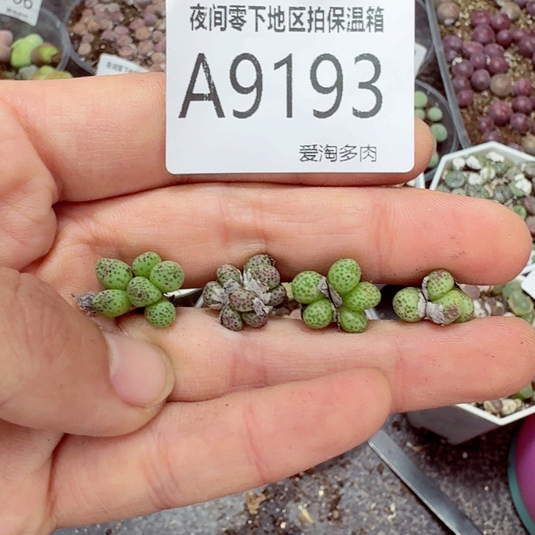 9193/—–零下地区需拍保温箱