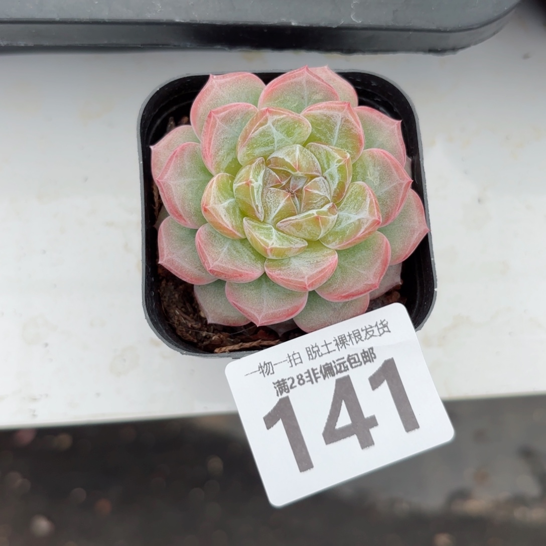 柠檬珍妮无盆土发货