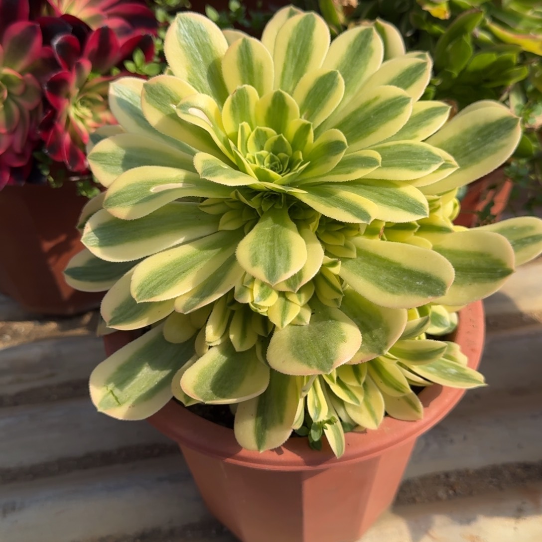 花好月又圆0306～4