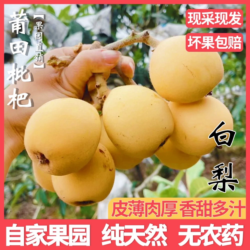 莆田常太白梨枇杷送礼贵妃白枇杷新鲜现摘应季润肺精品水果
