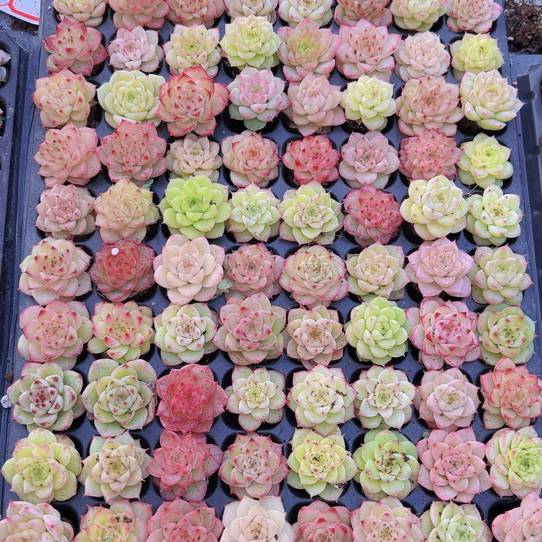 冰麦11颗19包邮多肉植物