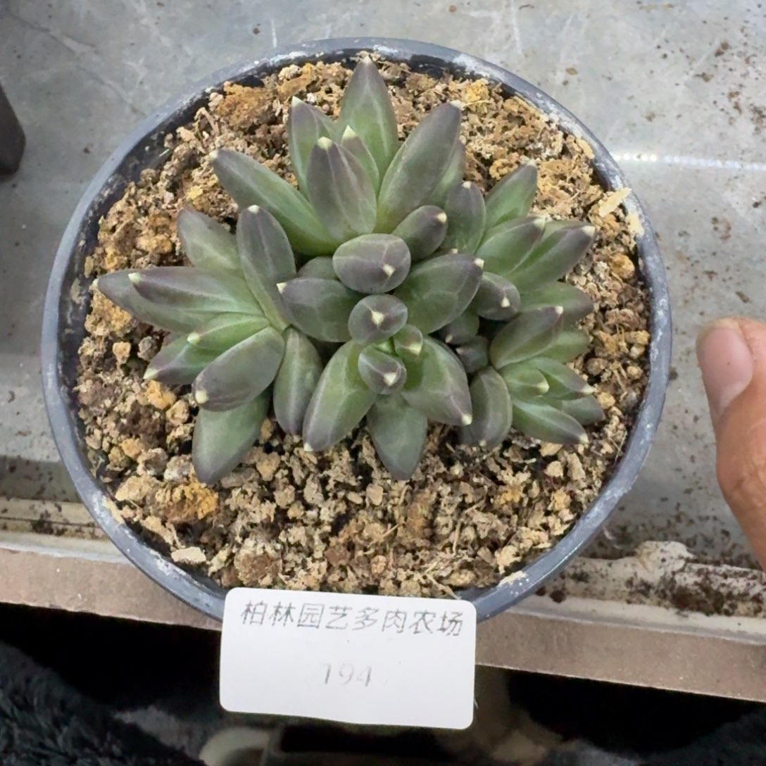 194 美人杂交 一物一拍