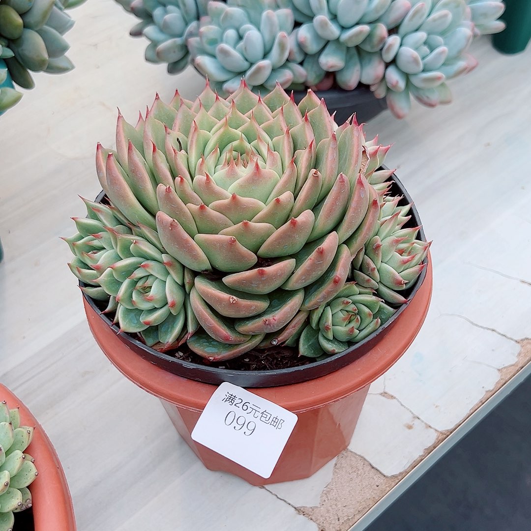 ****曰099丽丽多肉植物多肉