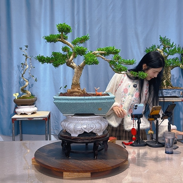 无花朵广东皱皮雀舌黄杨