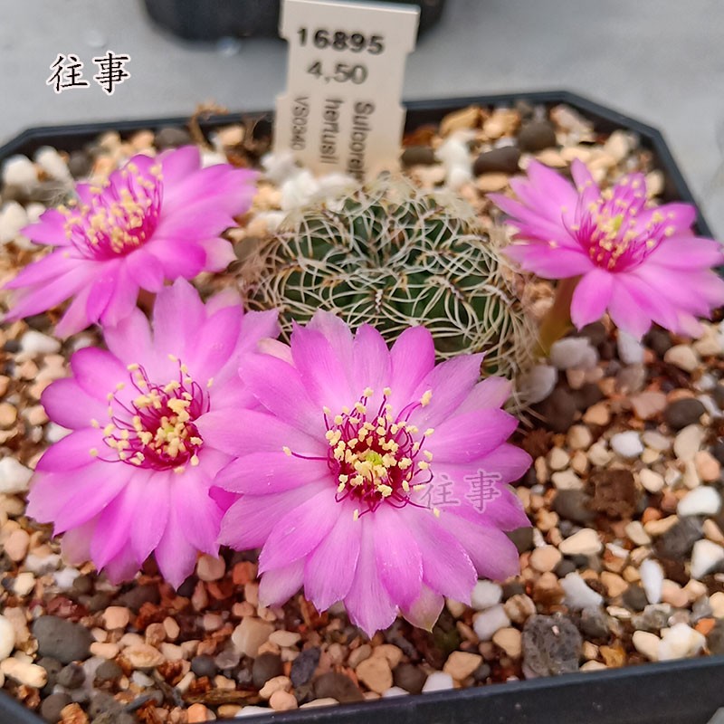 粉花沟宝山属仙人球 紫霞仙子 进口稀有花色 好养爱开花 花色对版