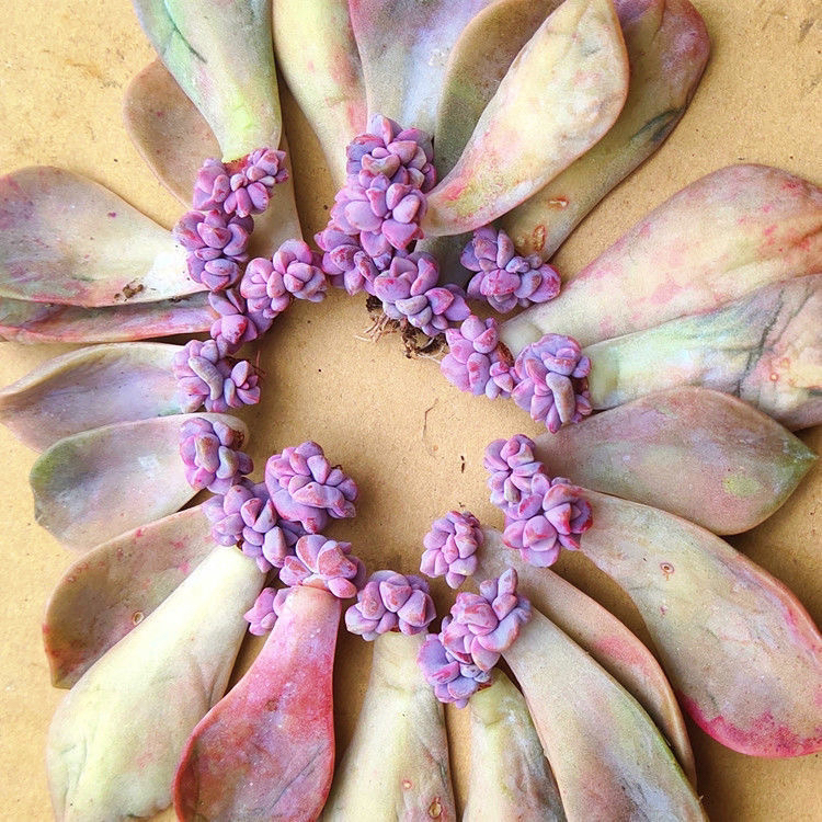 紫乐多肉叶片崽崽