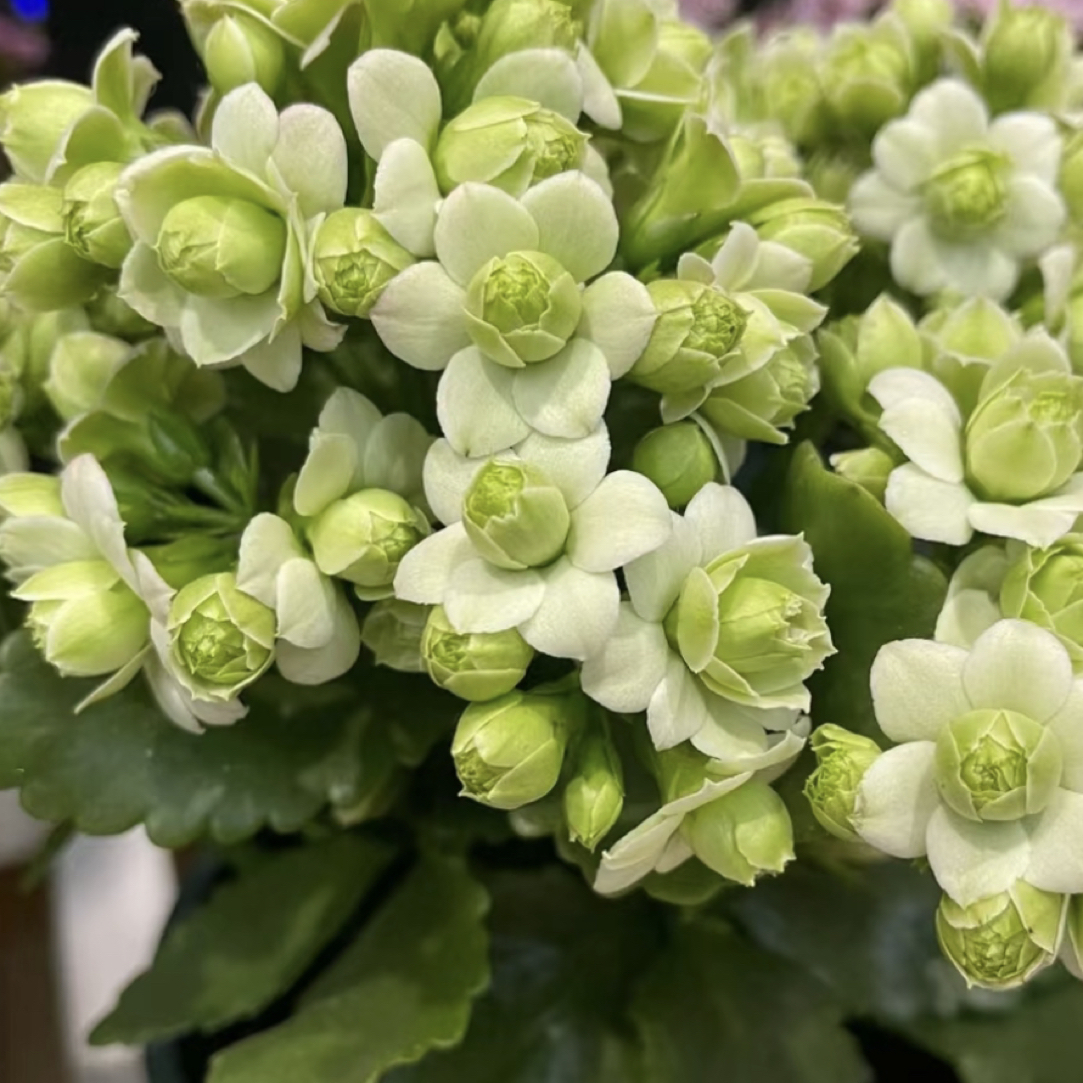 《绿巴黎110盆》重瓣长寿花带花苞四季开花绿植基地直发