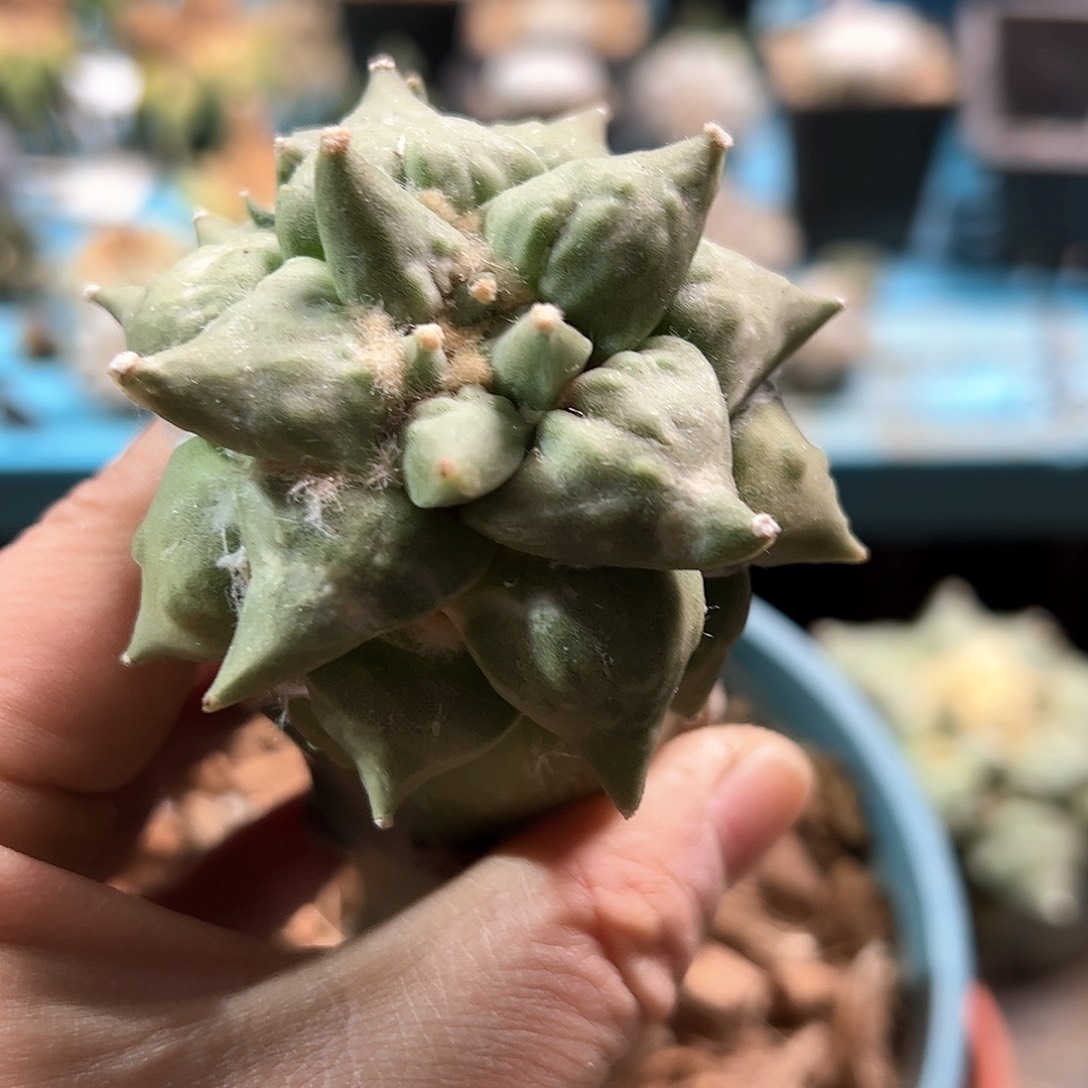 666怒涛新年快乐mmm