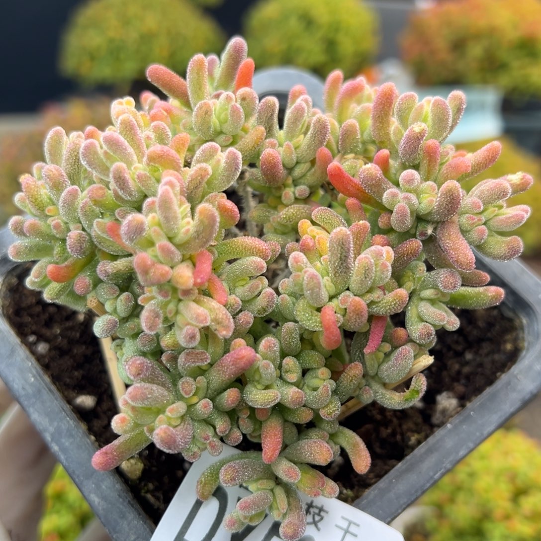 dy5642精控老桩橙叶锦冠幅8.5cm