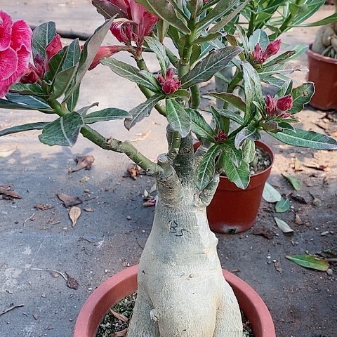 【闪购商品】无花朵叶*