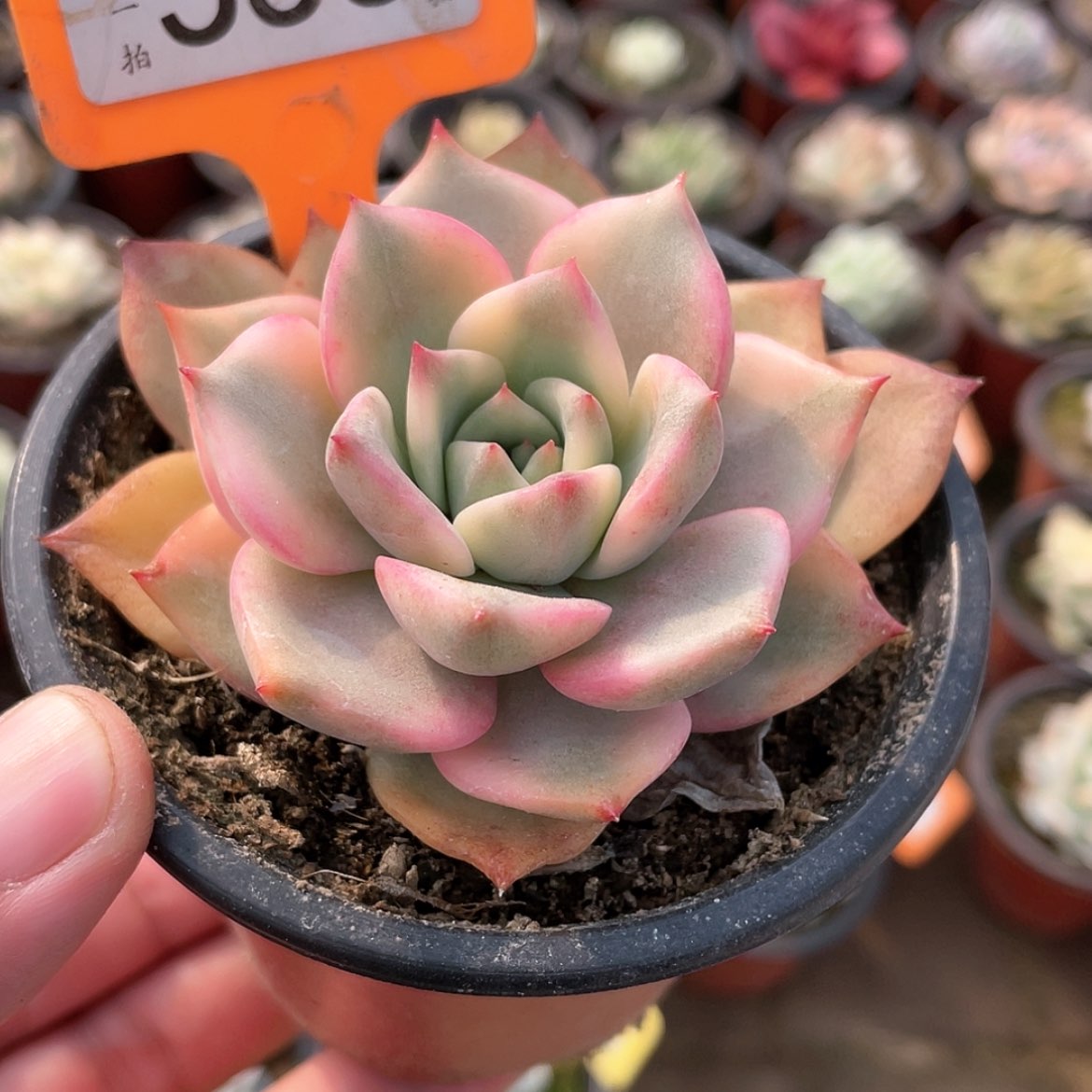 【闪购商品】556号