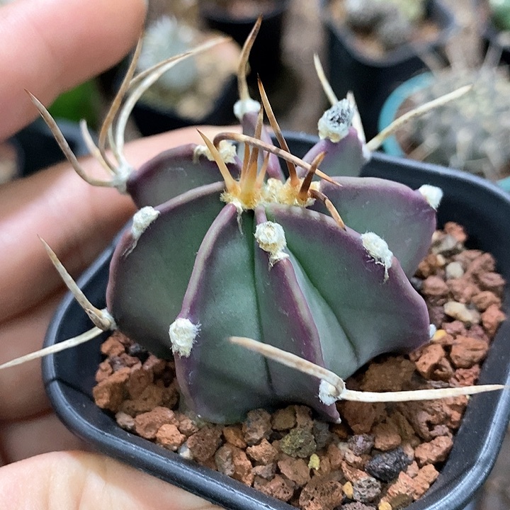 孤品实生优选福利水牛角大凤玉5.5cm