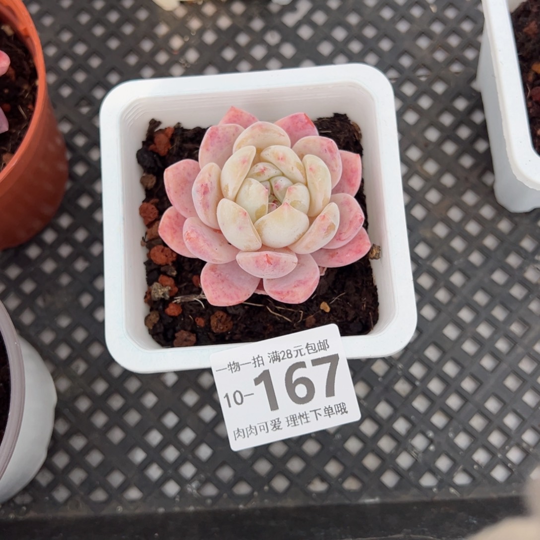 橙梦露多肉多肉多肉多肉