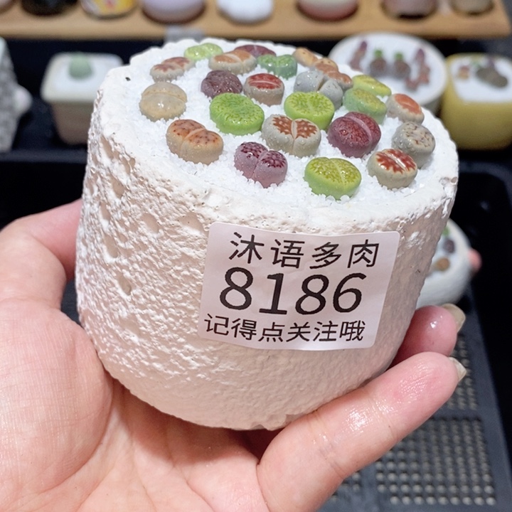 带盆土植物 精美盆栽8186