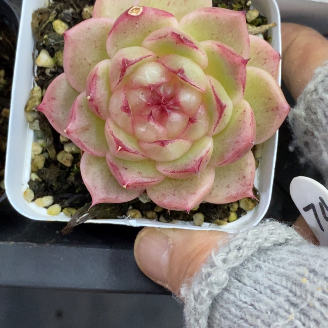 精品多肉一物拍不包整74