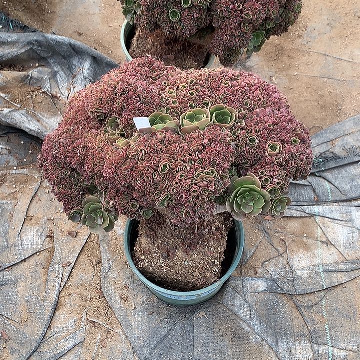 淡***定1170玫瑰一颗朵朵缀化