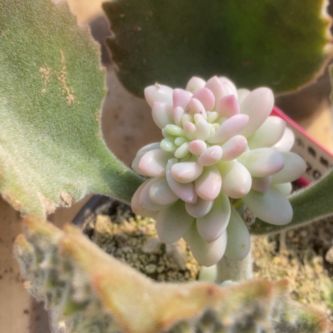 203鱼子酱锦锦锦锦锦锦