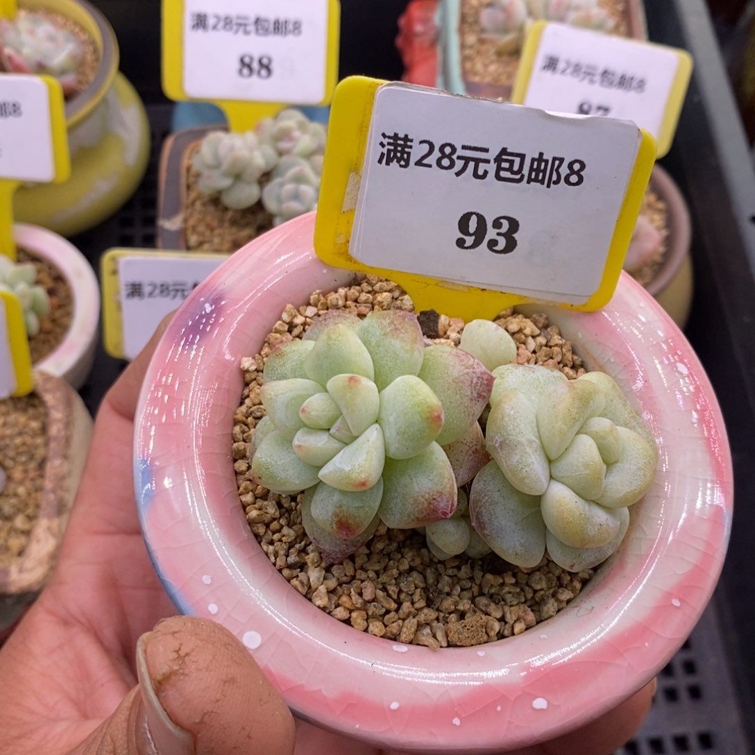 893老桩冰玉石化多肉