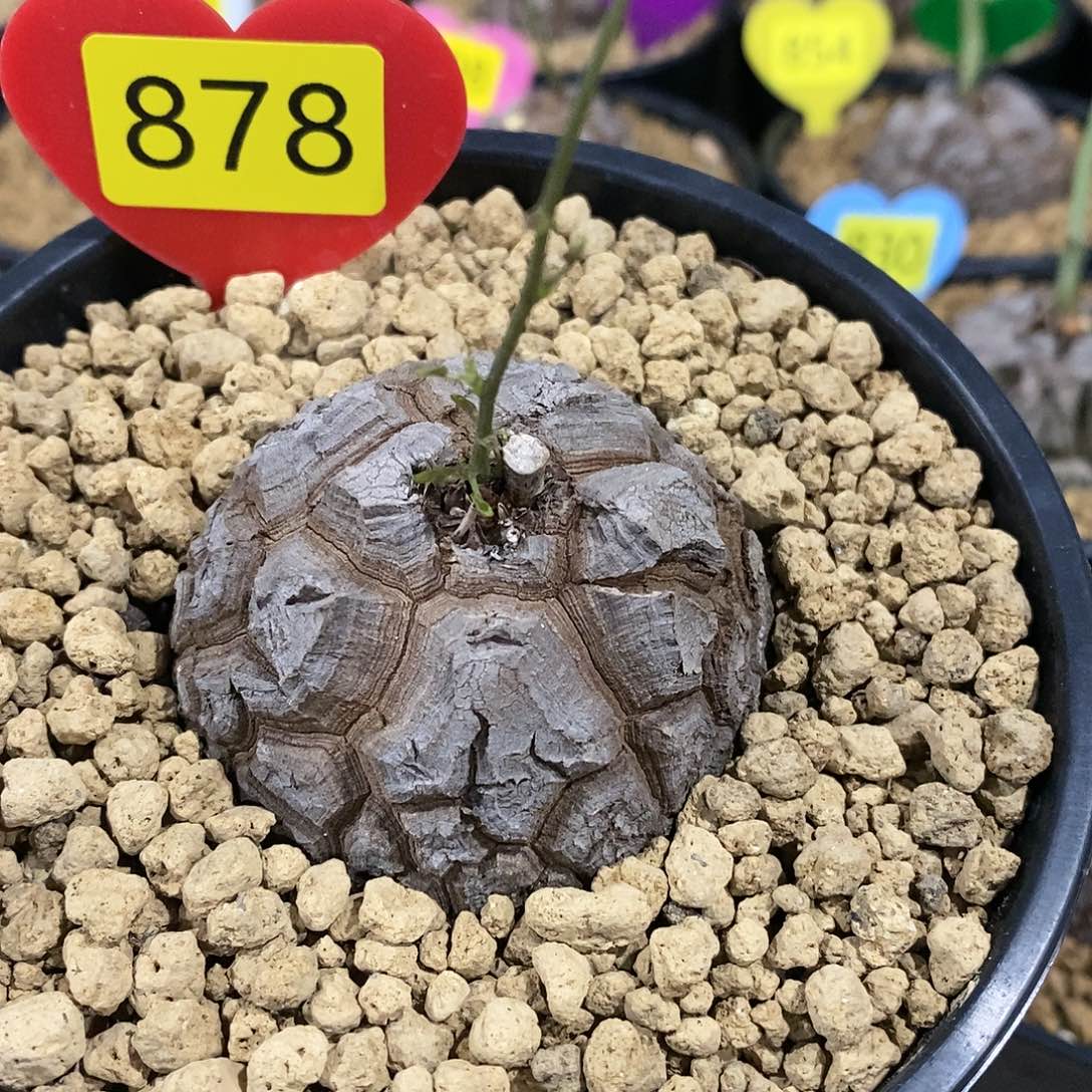 南非龟甲龙龟甲龙