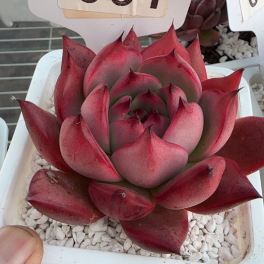 61阿姆斯壮一物一拍多肉