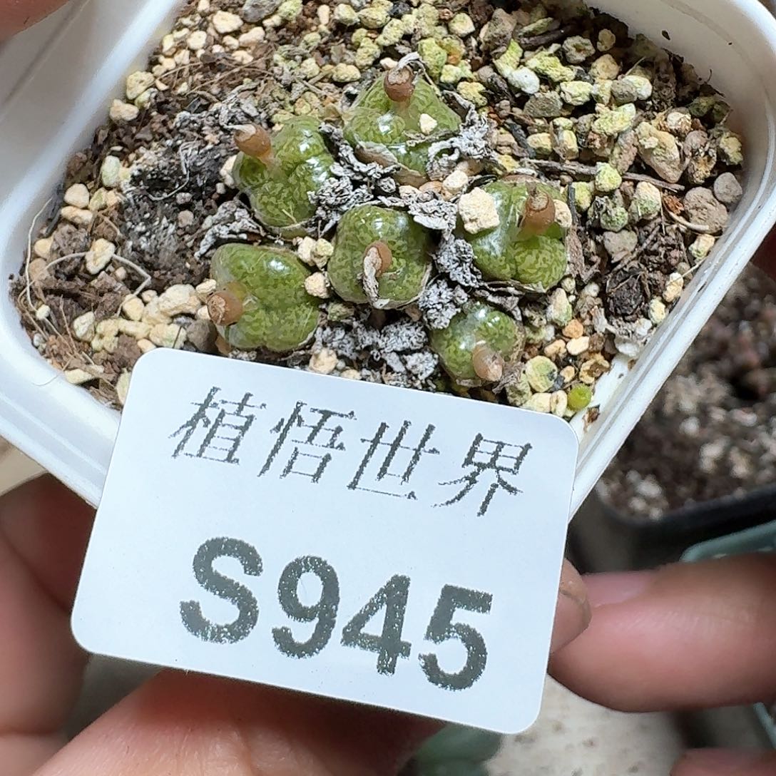 945¥号多肉植物哇f g