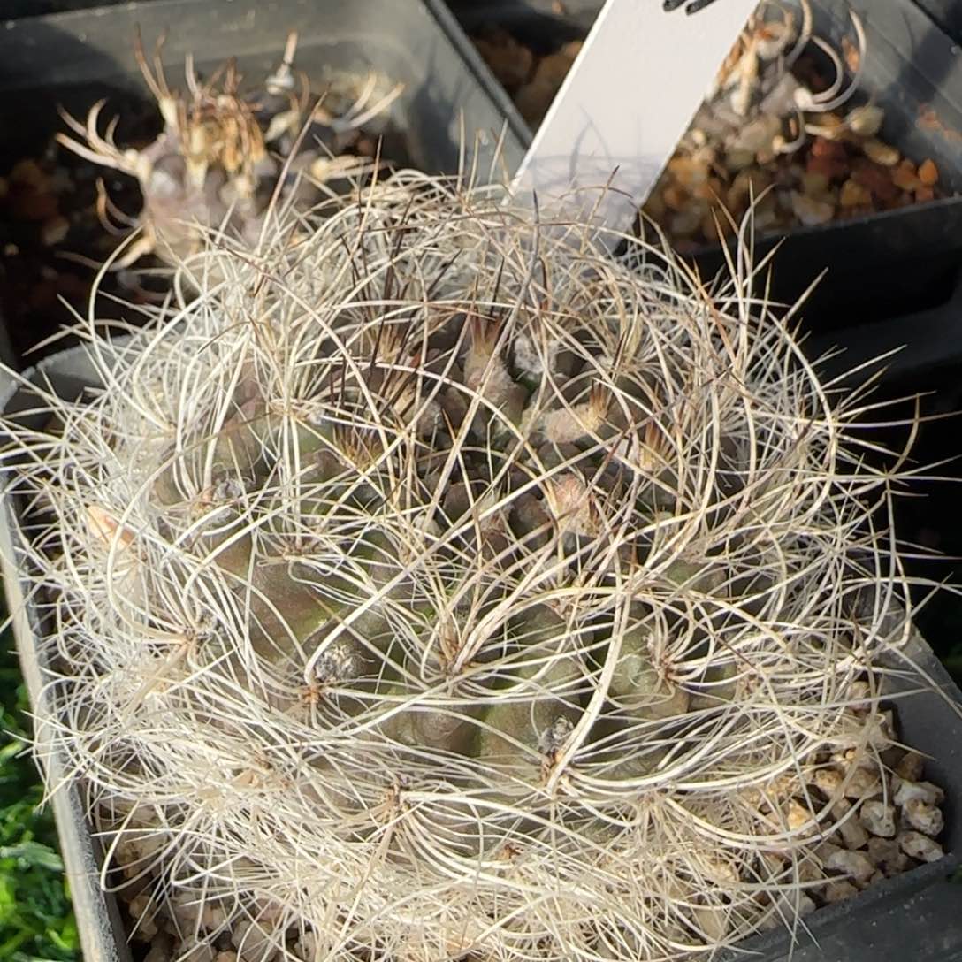 1035脱土发 实生仙人球