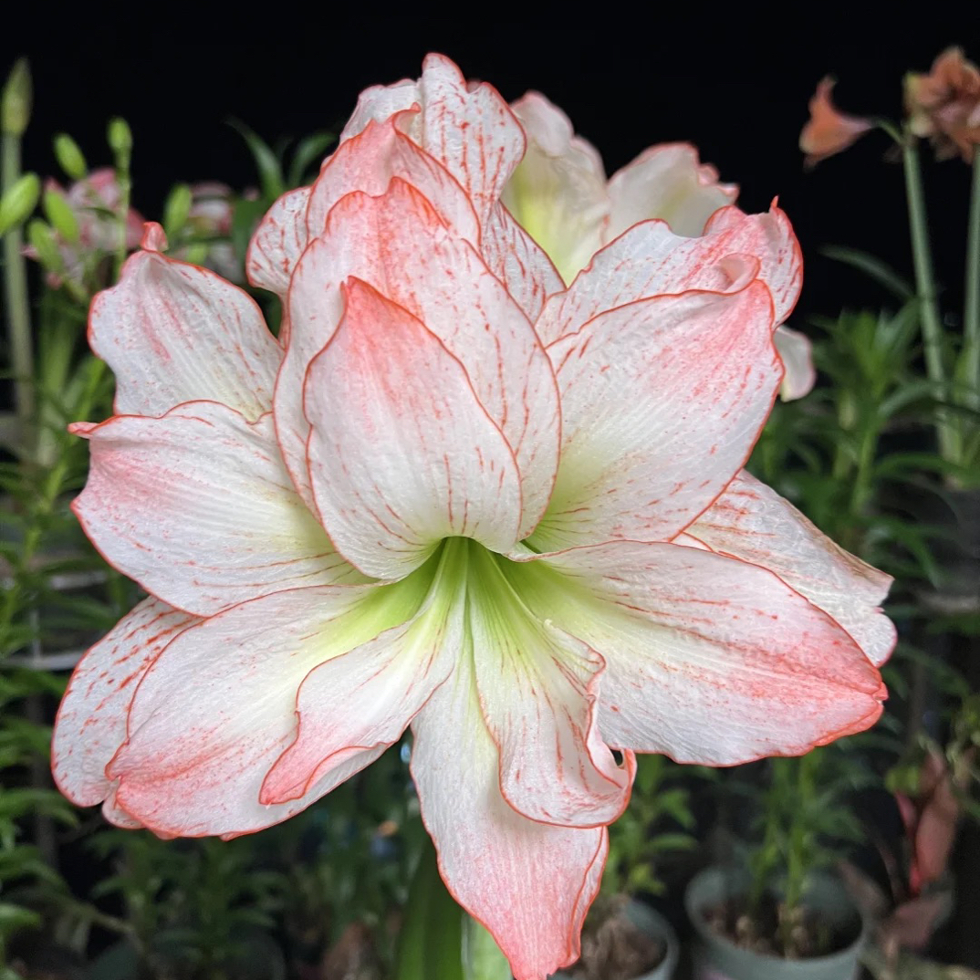 重瓣混色朱顶红种球自然球当年开花