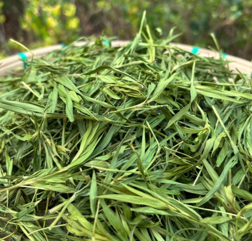 【莎莎专属山货】雪域冰竹 净含量50g起