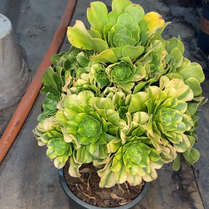 五彩琉璃多肉植物84 