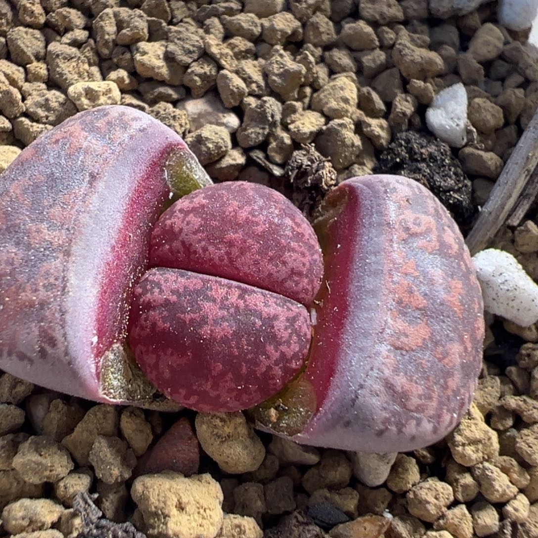酒红紫薰多肉百科39