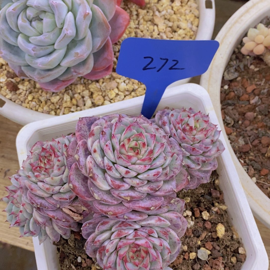 今天开心，精品多肉，一物一拍