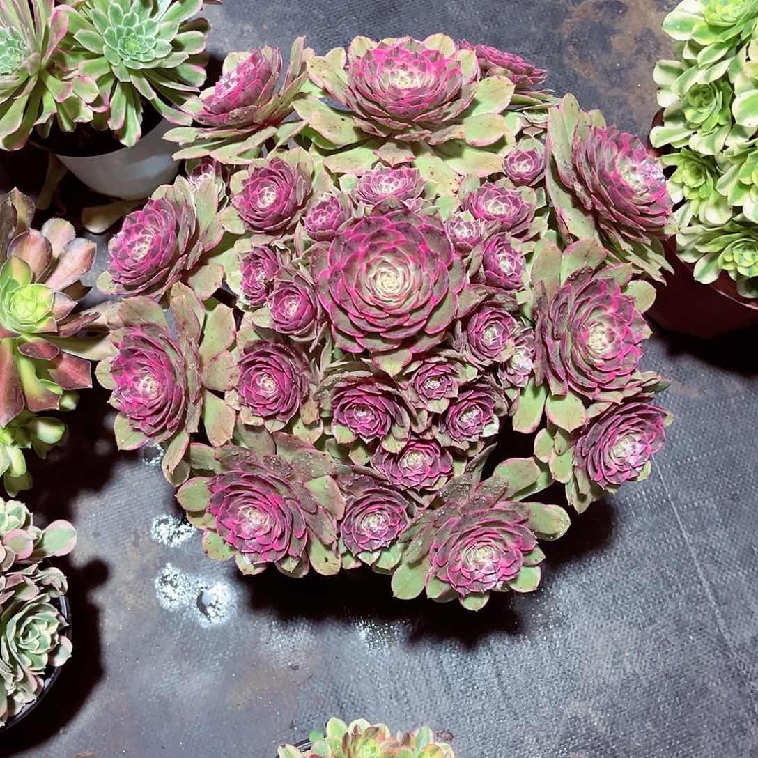 法师多肉漂亮漂亮