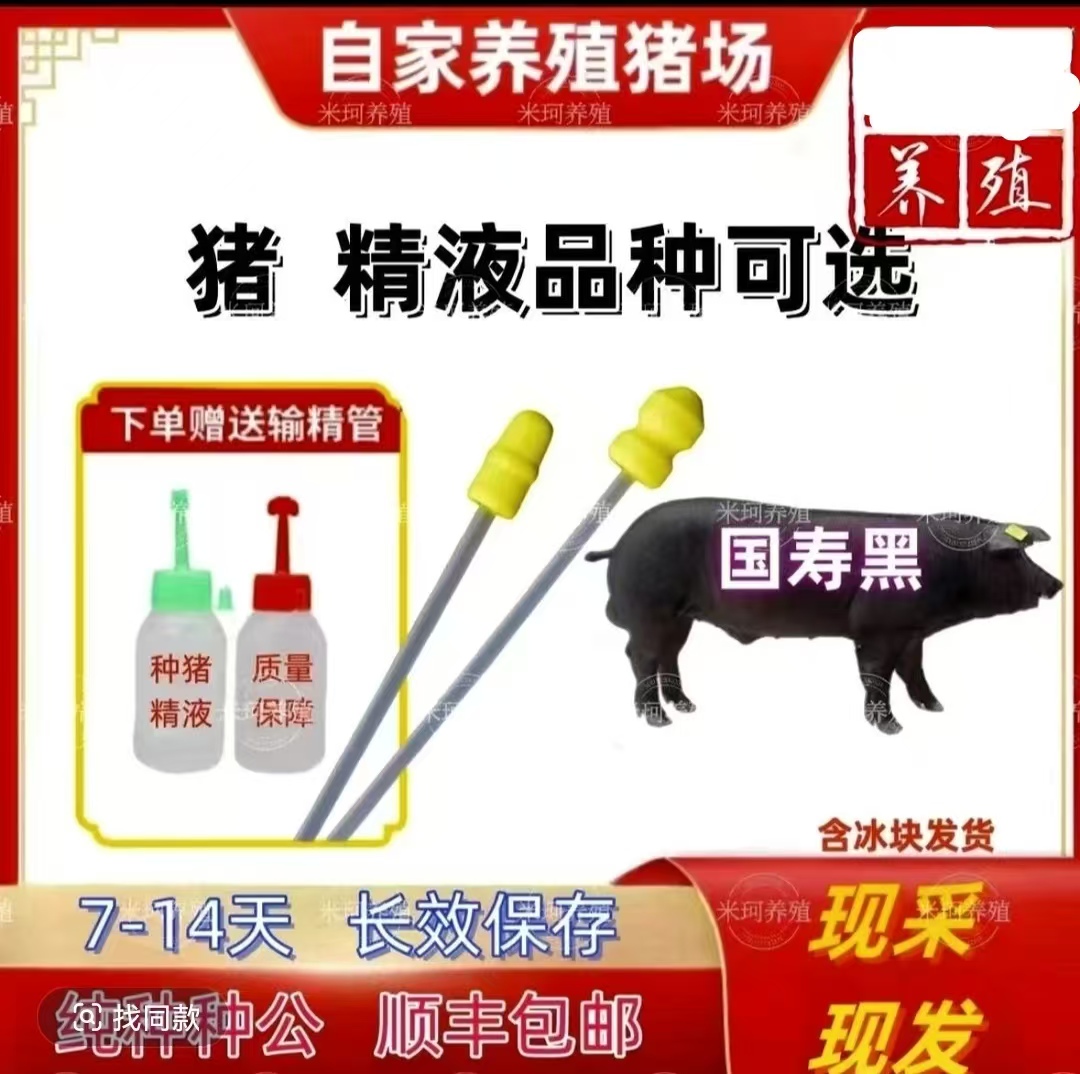 种猪精液及猪用输精管