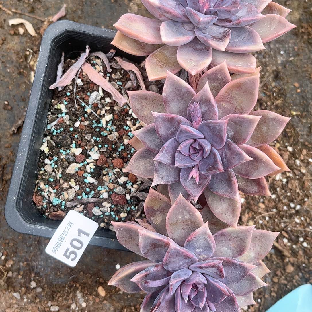 阿雅园艺。       501