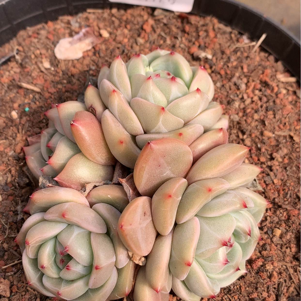 【闪购商品】云705