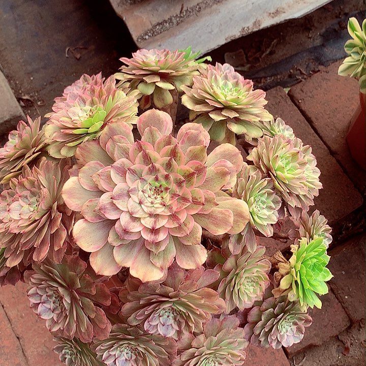 粉黛老桩，多肉植物