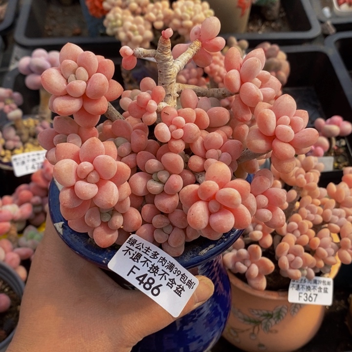 鱼子酱老桩有掉叶10cm486多肉植物