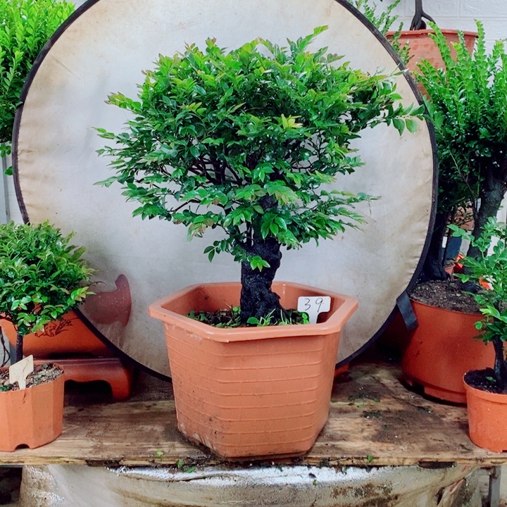 香***虾完全开放39编号紫檀