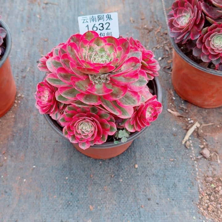 1632号啊啊啊啊啊