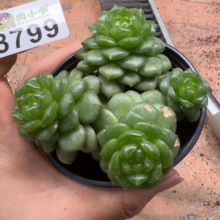 傲***霜多肉植物多肉植物