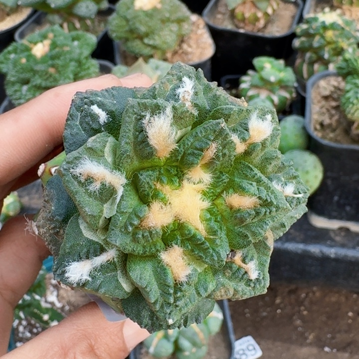 无花朵691苗接小尤志贺龟甲牡丹