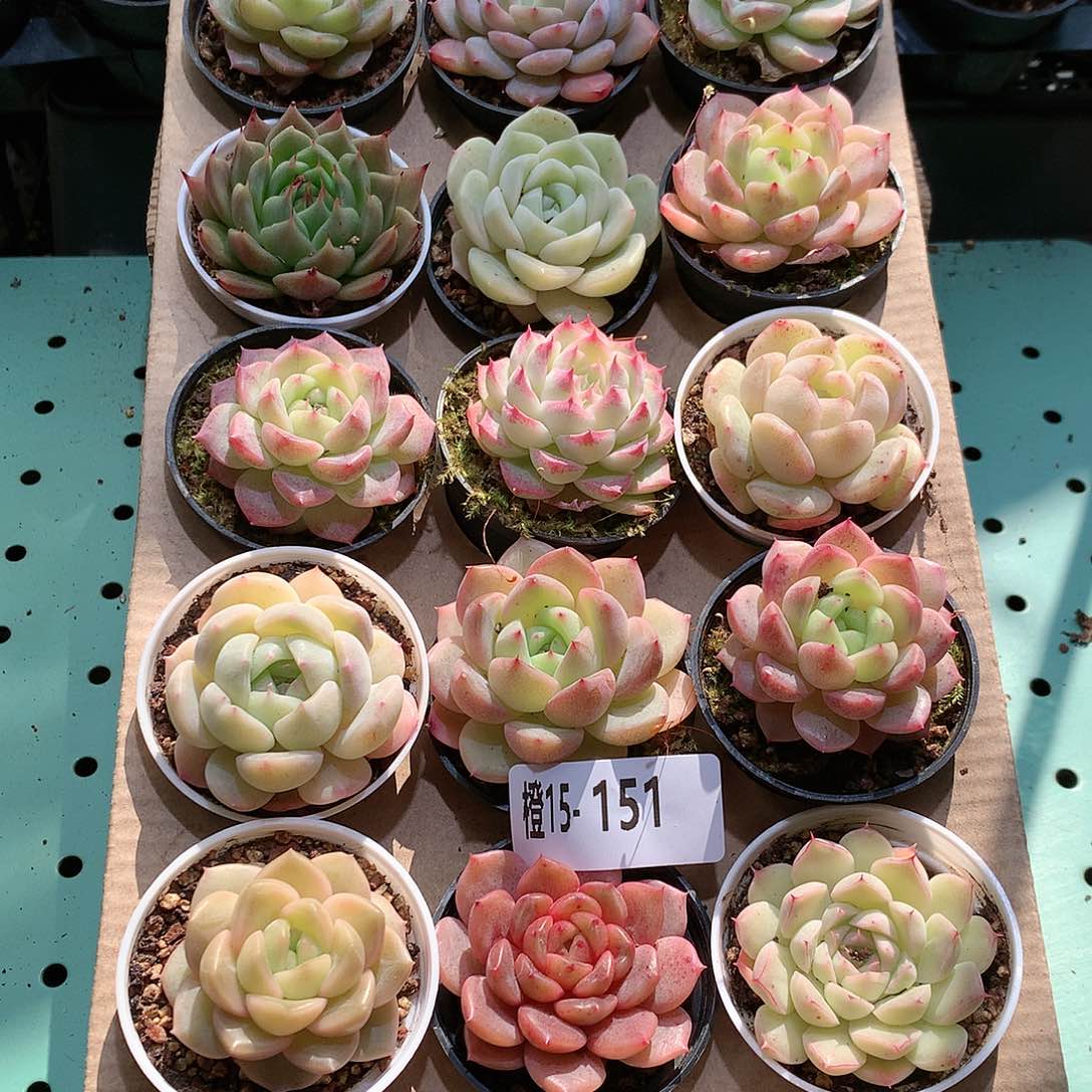 15-151一物一拍带盆18颗