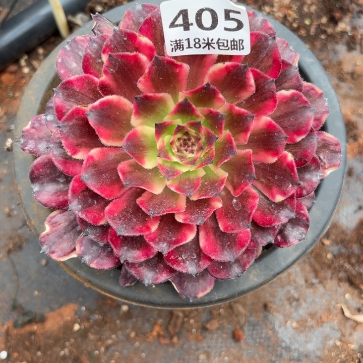 405女神诺米多肉法师锦不包侧枝断枝