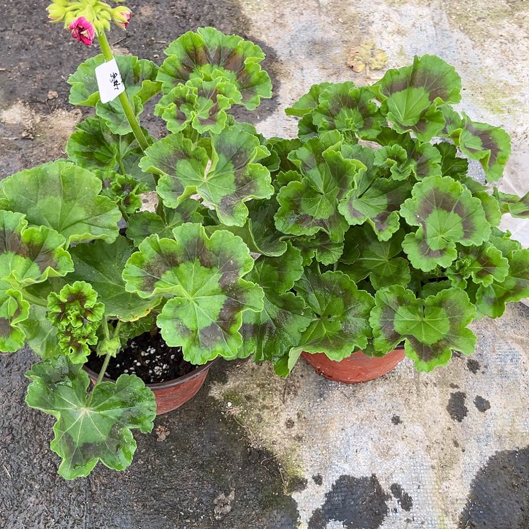 大部分花苞少量开放紫乐园