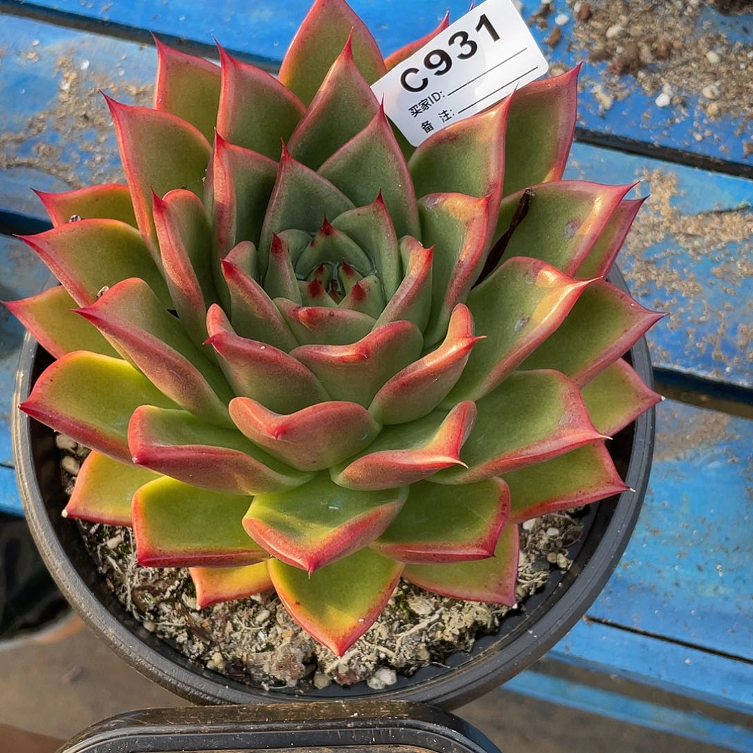 若如东云单拍C931