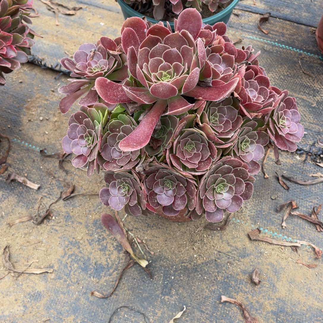 468荷兰法师多肉断枝不包