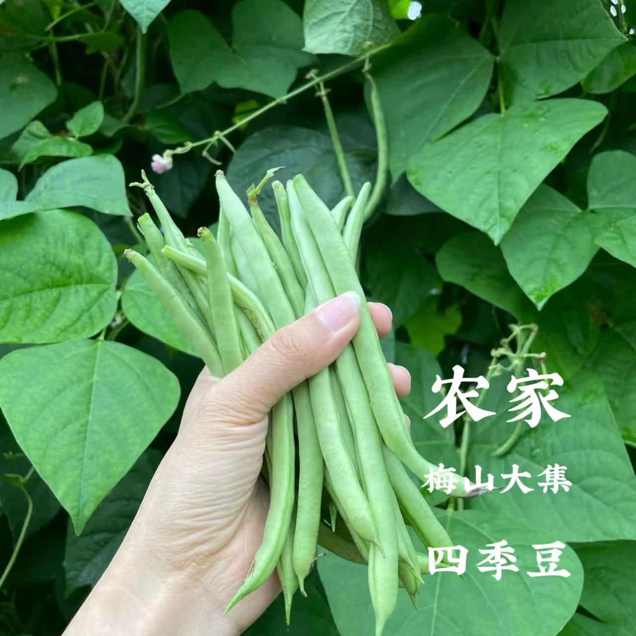 【农家四季豆】湖南新化农户自种露天老种四季豆3斤/5斤装